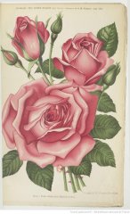 belle-siebrecht-1899-8