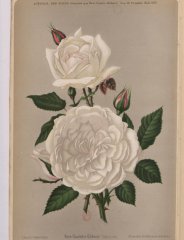 charlotte-gillemot-1895-8
