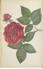 com-felix-faure-1900-10