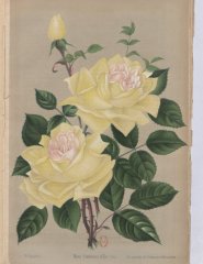 comtesse-deu-1896-6
