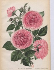 decoration-de-geschwind-1896-4