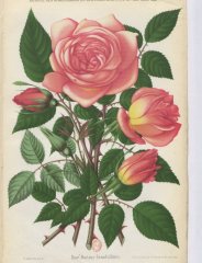 docteur-grandvilliers-1892-8