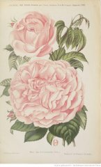 duc-de-constantine-1898-9
