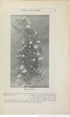 gardenia-1898-9