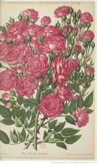 gloire-des-polyantha-1891-4