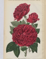 joseph-metral-1893-7