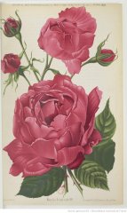 la-france-89-1891-2