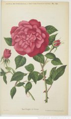 le-vesuve-1891-5