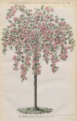 madame-sancy-de-parabere-1893-5