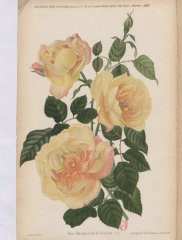 marguerite-de-fenelon-1890-1