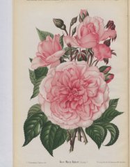 marie-robert-1893-12