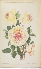 miss-marston-1898-6