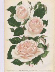 mlle-claudine-perreau-1892-6
