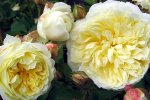 pilgrim-rose.jpg