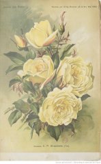 mme-c-p-strassheim-1900-5