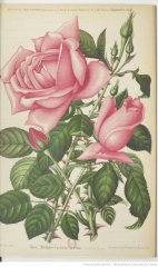 mme-caroline-testout-1891-9
