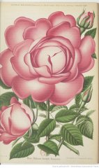 mme-joseph-bonnaire-1891-10