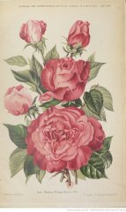 mme-phillipe-kuntz-1898-5