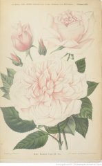 mme-viger-1900-9