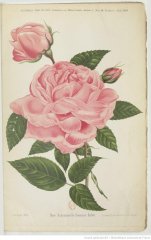 mmle-honorine-duboc-1894-8