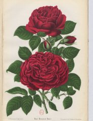 monsieur-hoste-1892-5