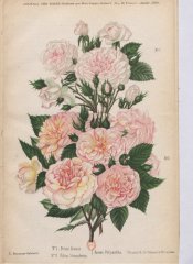 petite-leonie-filius-strasheim-1896-1