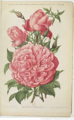 princesse-de-radziwill-1894-7