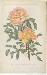 soleil-dor-1900-6