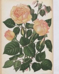souv-de-mme-sabla-1890-10