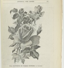 souv-de-pierre-notting-1899-9-jpg2_