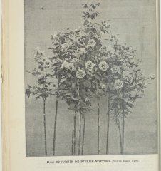 souv-de-pierre-notting-1899-9