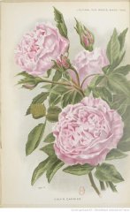 vicks-caprice-1898-3