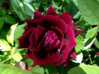 prince-camille-de-rohan2
