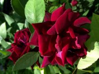 prince-camille-de-rohan_1