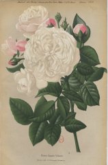 aimee-vibert-1881-1