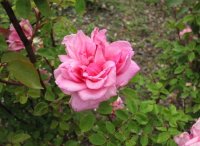 princesse_radziwill_1886