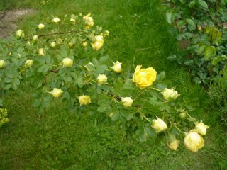 persian-yellow_0.jpg