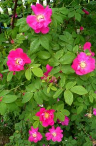 rgsplendens-2.jpg