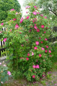rgsplendens-3.jpg