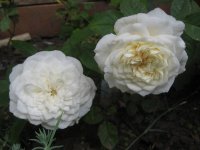 blanche-de-castille