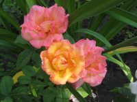dionisia2