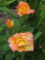 Dionisia ( Enrico Barni)