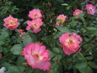 herzogin-friederike_0