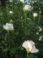 marie-luise-marjan_0