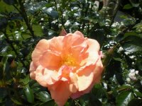    bernstein rose       