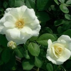 prairie-snowdrift