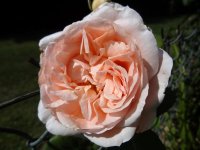 antico-amore2_0