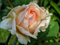 antico-amore_0