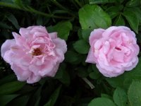 baronne-nathaniel-de-rothschild_0