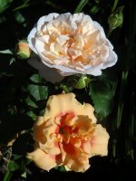 eifelzauber-z-liliowcem
